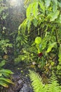 Rain in tropical rainforest background Royalty Free Stock Photo