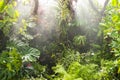 Rain in tropical rainforest Royalty Free Stock Photo