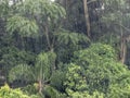 Rain in the Tropical Rainforest Royalty Free Stock Photo