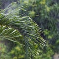 Rain in the tropics Royalty Free Stock Photo