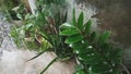 The rain was falling heavily in front of the terrace of the house where the water fell on the plants.