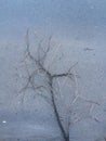 Rain-washed asphalt. The fragile tenderness of a spring branch