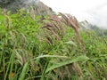 Rain washed Garhwal Reedgrass in Valley of Flowers