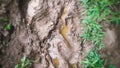 Rain water accumulated in foot imprint of dirty mud in the grass meadow Royalty Free Stock Photo