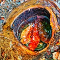 rain water collected in coconut shell fibersÃ¯Â¿Â¼