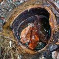 rain water collected in coconut shell fibersÃ¯Â¿Â¼