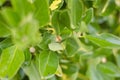 Rain water covered plant leaves and pods