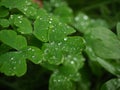 Rain Water dews on green leaves (Aquilegia nigricans Baumg)