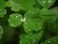 Rain Water dews on green leaves (Aquilegia nigricans Baumg)