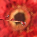 Rain water drop bokeh daisy flower Royalty Free Stock Photo
