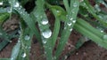 Rain water drop grass