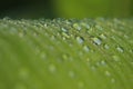 Rain water drop on green banana leaf. Abstract nature background Royalty Free Stock Photo