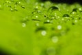 Rain water drop on green leaf Royalty Free Stock Photo