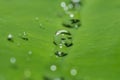 Rain water drop on green leaf Royalty Free Stock Photo