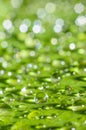 Rain water drop on green leaf Royalty Free Stock Photo