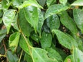 Rain water drop green leaf Royalty Free Stock Photo