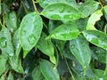 Rain water drop green leaf Royalty Free Stock Photo