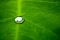 Rain water drop on a green leaf Royalty Free Stock Photo