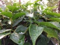 Rain water drop green leaf Royalty Free Stock Photo