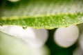 Rain or water drop on leaf in the rainy season. Royalty Free Stock Photo