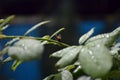 Rain Water Drop to Green Leaf Royalty Free Stock Photo