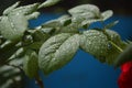 Rain Water Drop to Green Leaf Royalty Free Stock Photo