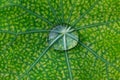 Rain water droplet on diseased nasturtium leaf with venation