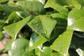 Rain water droplets on Cherry Laurel bush Royalty Free Stock Photo