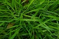 After rain water droplets on green grass blades in a field. Top view, daytime, no people Royalty Free Stock Photo