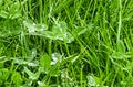 Rain water droplets in green grass and green leaves Royalty Free Stock Photo