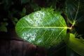 Rain water droplets on green leaf. Sparkling drops from sun light. Beautiful leaf texture in nature. Raining outdoors. Big foliage Royalty Free Stock Photo