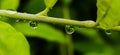 rain water dropping on leaf garden rain water dropping in india village garden image Royalty Free Stock Photo
