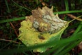 Rain water drops on aspen leaf hiding in green forest grass on dark floor Royalty Free Stock Photo