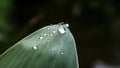 Water droplets at the end of leaves Royalty Free Stock Photo