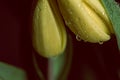 Rain water drops falling from a yellow petal flower Royalty Free Stock Photo