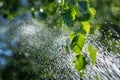 Rain water drops flowing down fresh green leaves, beautiful natural background and texture Royalty Free Stock Photo