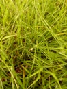 Rain Water Drops On The Green Grass Royalty Free Stock Photo