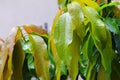 Rain water drops on a green leaf mango in the garden