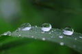 After rain water drops on green leave, sparkle of droplets on surface leaf.