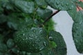 After rain water drops on green leave, sparkle of droplets on surface leaf. Natural background. Macro.