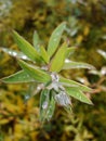 Rain water drops on green leaves in the garden. early bright summer day after the rain. Royalty Free Stock Photo