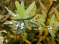 Rain water drops on green leaves in the garden. early bright summer day after the rain. Royalty Free Stock Photo