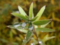 Rain water drops on green leaves in the garden. early bright summer day after the rain. Royalty Free Stock Photo