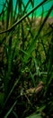 Rain water drops on the greenish drops.