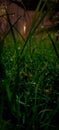 Rain water drops on greenish grass