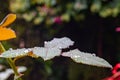 Rain or water drops on a rose plant Royalty Free Stock Photo