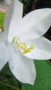 Rain water drops on soft pedals and green leaf of of White Snowy Orchid flower in tropical park Royalty Free Stock Photo