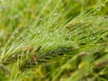 rain water drops spikes meadow nature background Royalty Free Stock Photo