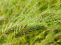 rain water drops spikes meadow nature background Royalty Free Stock Photo