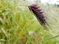 Rain water drops spikes meadow nature background Royalty Free Stock Photo